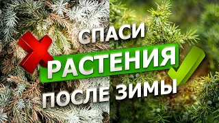 Растения НЕ ПЕРЕЖИЛИ зиму?! // Как ПОДГОТОВИТЬ САД к лету?