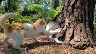 Poor Kitten is beaten and excluded by other adult cats.