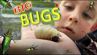 BIG Beetle BUG ADVENTURE for KIDS!! Beetle BUGS and HUGE GRUBS!!