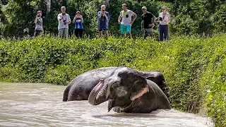 Let Elephants Bathe Free