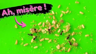 Nouveau nid urgent pour mes fourmis ! Lasius emarginatus