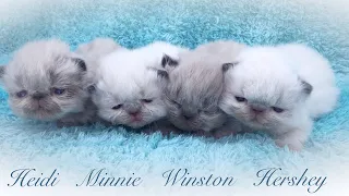 Himalayan Kittens in Arkansas