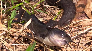 Watersnake Trying to Eat Catfish