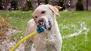 Funny Dogs Playing With Water
