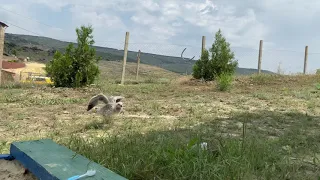 Домашний птенец серебристой чайки пробует взлететь.