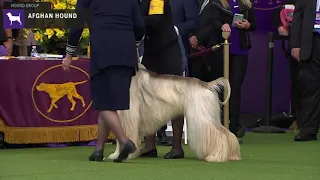 Afghan Hounds | Breed Judging 2020