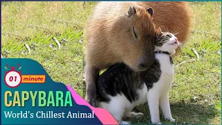 Capybara 🐹 World's Chillest Animal | Nature Nuggets