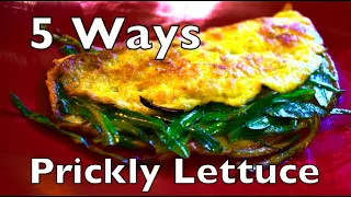 5 Ways To Cook Prickly Wild Lettuce (Lactuca Serriola)