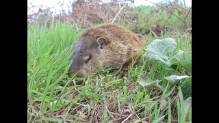 Best Way To Trap Groundhogs (Groundhog Eradication PT. 2)