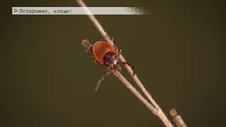 Время местное. Эфир: 05-05-2022- Осторожно, клещи!