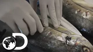 How Is Shark Food Prepped? | Shark Week 2017 | INFO BITES