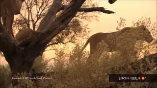 Michael Jackson - Earth song with nature video clips