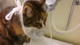 Cats vs the Cone of Shame! (A Compilation)