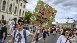 Bundeskabinett beschließt Gesetz zur Cannabis-Legalisierung