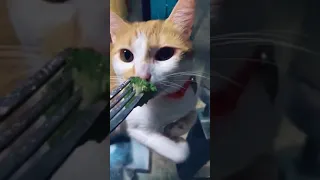 Who hates broccoli as much as this cat? #shorts