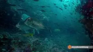 BBC Africa - Giant F***ing Fish