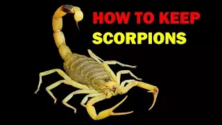 How to keep Scorpions (Weird and Wonderful Pets Episode 7 of 15)