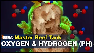 You're leaving 50% more coral growth on the table by not Mastering Reef Tank pH. Today that changes!