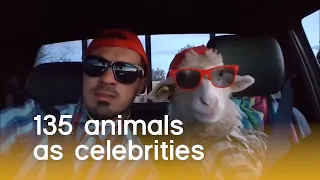 135 Animals As Celebrities (Animal Pet Puns) | The Pet Collective