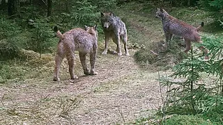 Добыча даёт отпор хищникам. Выживает сильнейший.