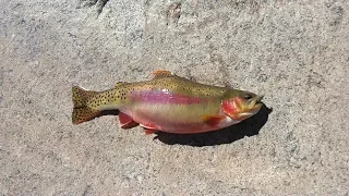 Fly fishing Wyomings high country for goldens and huge brook trout