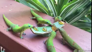 Geckos With Yoshi Sounds