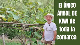 Cómo es el árbol del KIWI os enseño el que tengo en la huerta