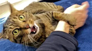 Funny cat videos😆 Funny animal videos - Funny animals 242