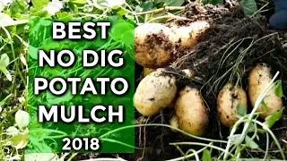 No Dig Potatoes BEST MULCH Results (2018) And Taste Test