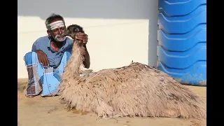 KING EMU Biriyani Prepared by my DADDY ARUMUGAM / Village food factory