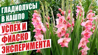 ГЛАДИОЛУСЫ В КАШПО. УСПЕХ И ФИАСКО ЭКСПЕРИМЕНТА! GLADIOLUS IN POTS. SUCCESS AND FIASCO!