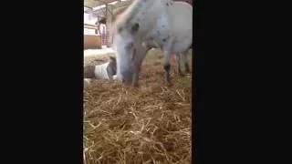 Newborn Shetland Pony Foal stands for the first time. 15 mins old.