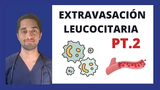 EXTRAVASACIÓN LEUCOCITARIA PT.2 | INMUNOLOGÍA