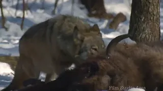 Bison against wolves, Chernobyl region