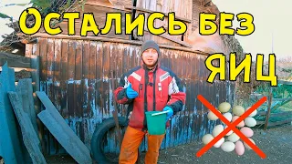 Куры не несутся, что делать? // Жизнь в деревне