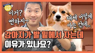 강아지가 발 밑에서 자는데 이유가 있나요?｜강형욱의 소소한 Q&A