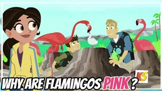 Wild kratts - Mystery of the Flamingo's Pink | full episode in HD  English | krattsseries