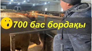 😱 700 бұқа бордақылауға арналған дробилка