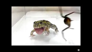 Reacting to bullfrog vs huntsman spider what do you thing will win?