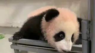 Малышка панда из Московского зоопарка принимает ванну