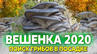 Сбор грибов вешенки 2020, вторая вылазка, иду после толпы грибников