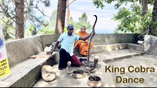 King Cobra 🐍 Dancing 💃 #srilanka #travel #ambuluwawa
