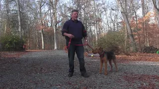 Airedale Terrier Training | Winston Salem NC | Newman