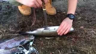How to clean trout FAST