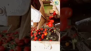 Tomato harvester anda sorting machine 🍅