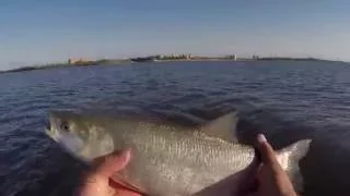 Ловля жереха на городском пляже. "Жереховая !"