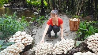 Harvest Mushrooms Grow Under Banana Garden Go To Market sell, Grow Vegetable | Phuong Harvesting