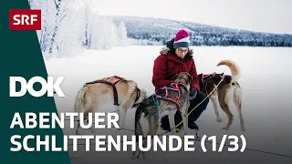 Abenteuer Schlittenhunde | Mit Huskys unterwegs in Finnisch Lappland (1/3) | Doku | SRF Dok