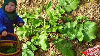 1 minute foraging - Wild Radish Appears