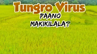 Paano Makikilala ang Tungro Virus sa Palay | Agri Crops Doc